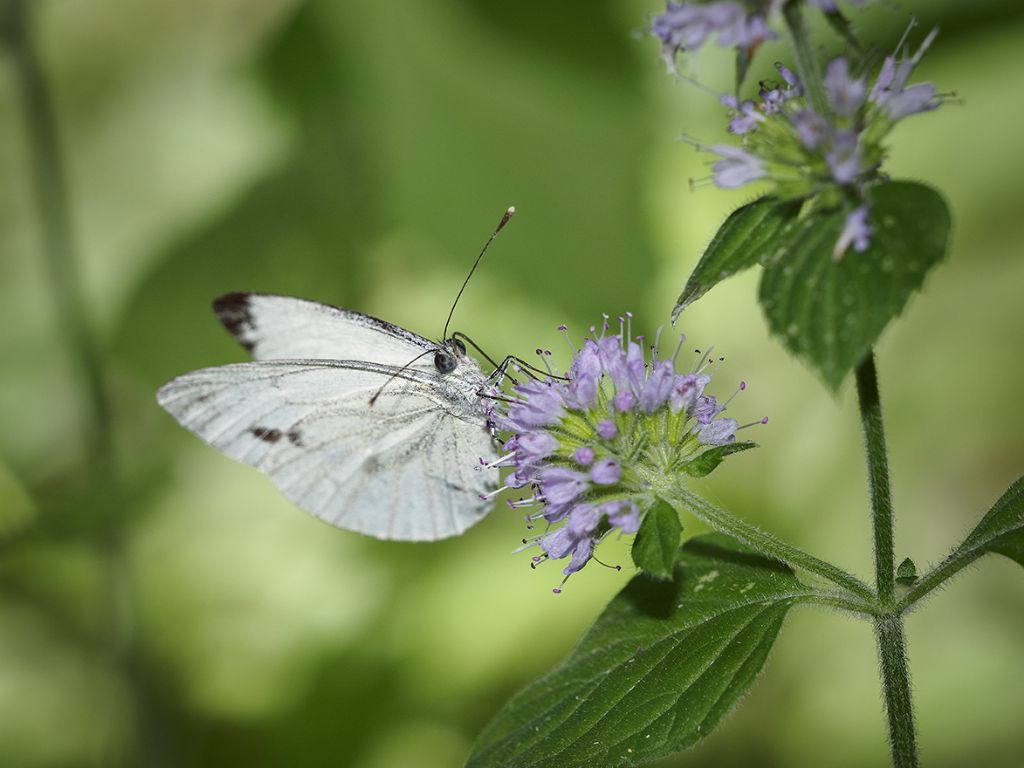 Pieris napi